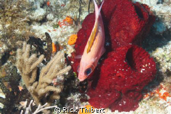 TAKEN WITH T1I 500 IN COZUMEL by Rick Thibert 